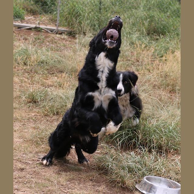 Photo of Reggie (Adoption Pending)