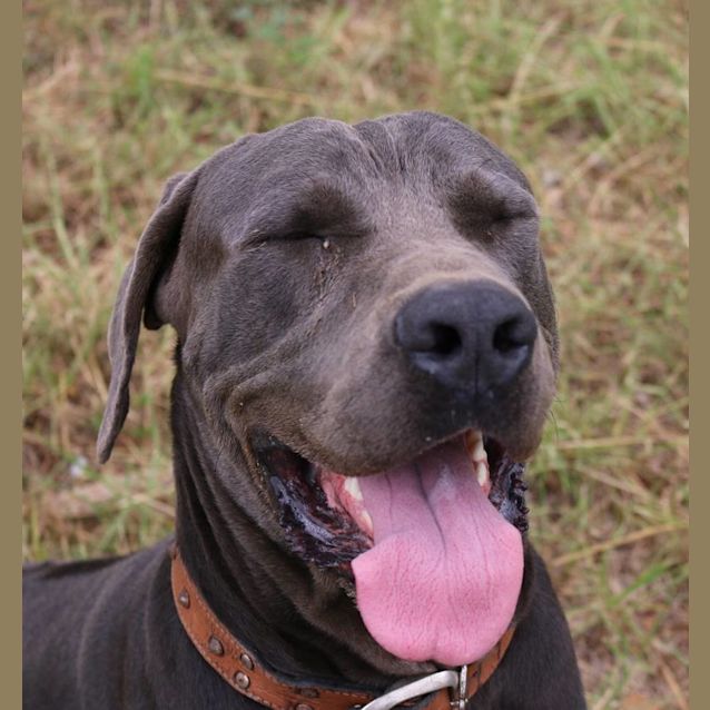 Photo of Prince Charming (Adoption Pending)