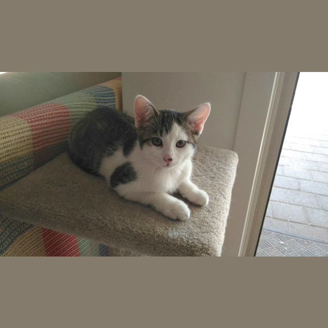 Photo of Gatsby