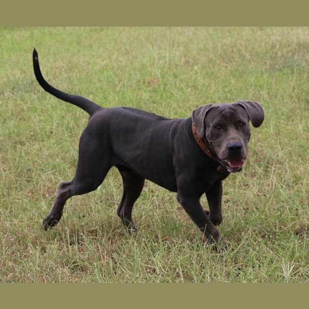 Photo of Prince Charming (Adoption Pending)