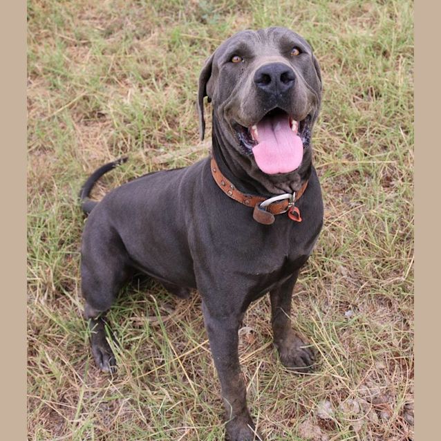 Photo of Prince Charming (Adoption Pending)