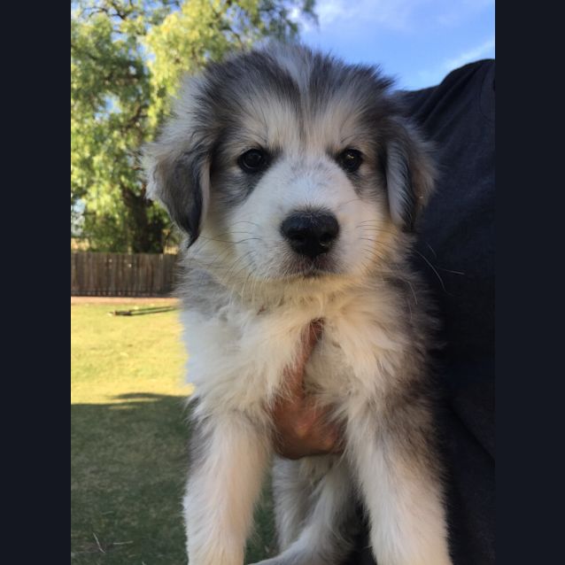 Photo of Klaus