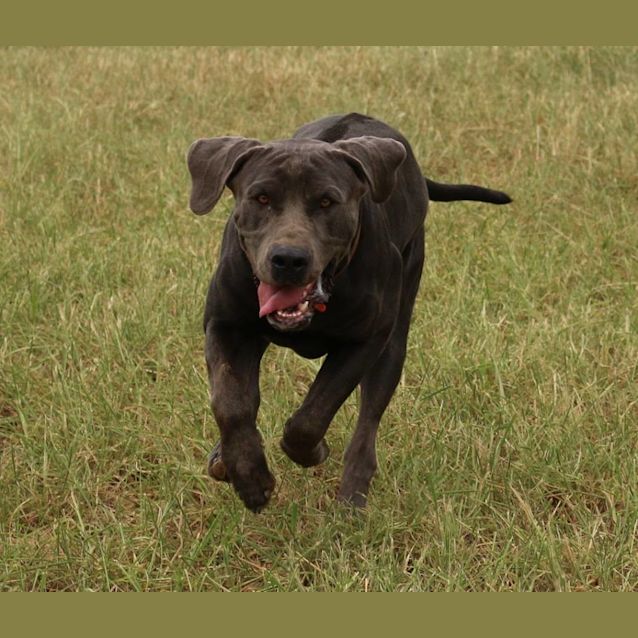 Photo of Prince Charming (Adoption Pending)