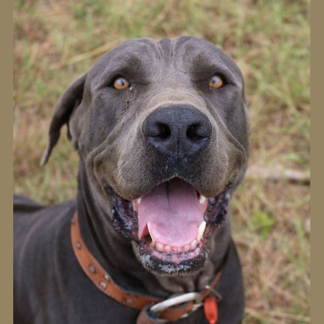 Photo of Prince Charming (Adoption Pending)