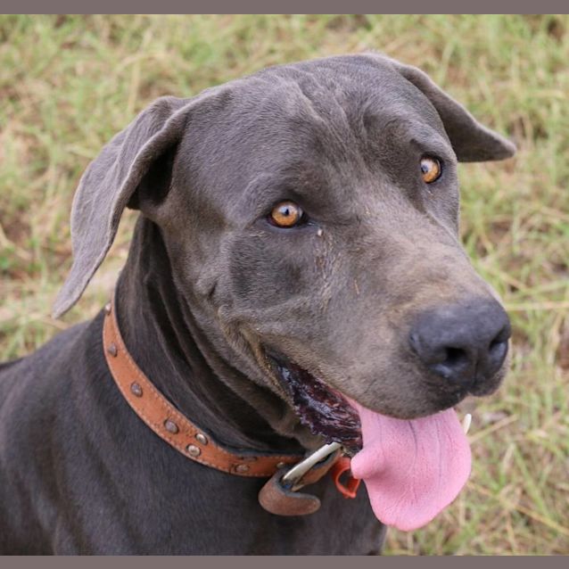 Photo of Prince Charming (Adoption Pending)