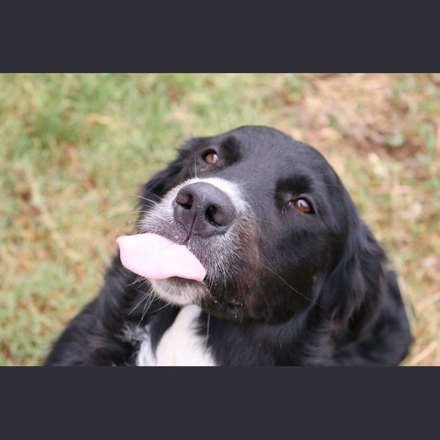 Photo of Reggie (Adoption Pending)