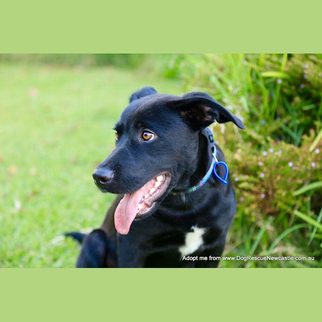 Photo of Oreo ~ Labrador X, Puppy (On Trial 20/03/16)