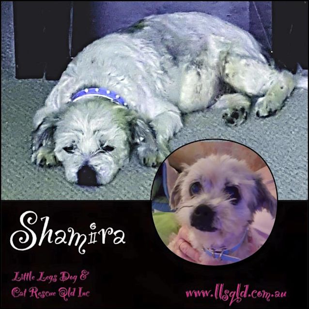 Photo of Shamira