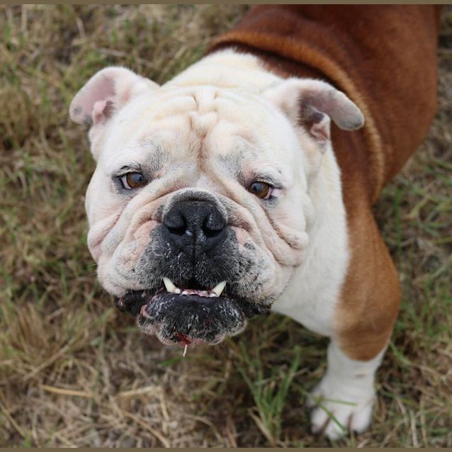 Photo of Chase (Adoption Pending)