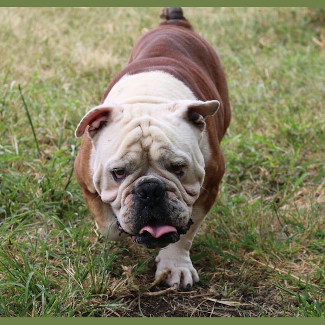 Photo of Chase (Adoption Pending)