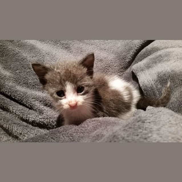 Photo of Rescue Kitten   Patchy Girl
