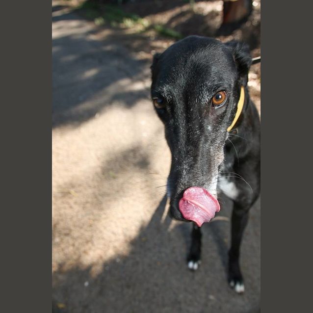 Photo of Lucky