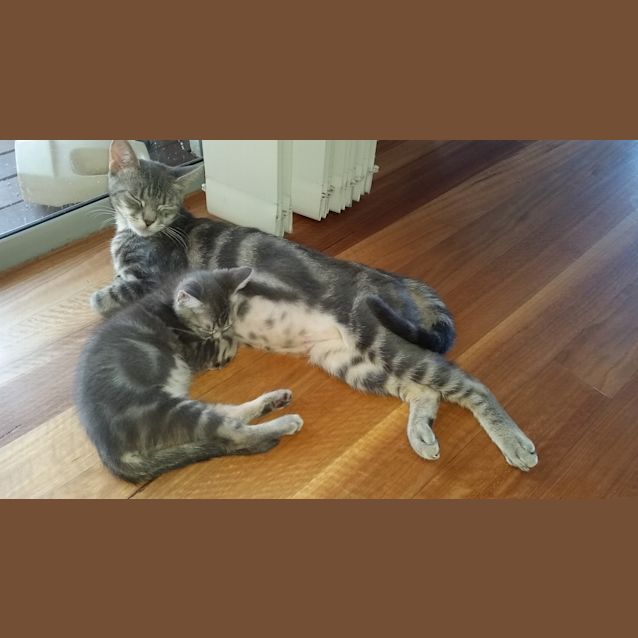 Photo of Rescue Kitten   Smoky Girl