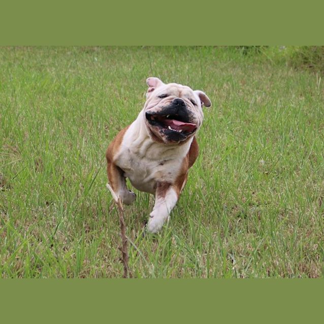 Photo of Chase (Adoption Pending)