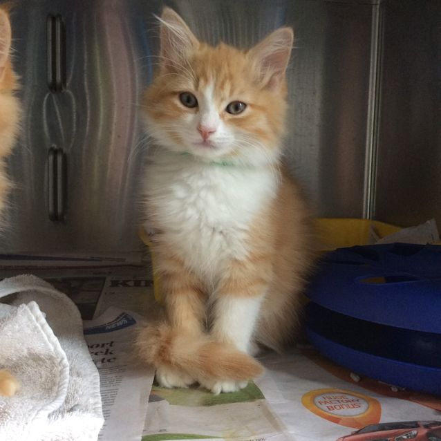 Photo of Butternut