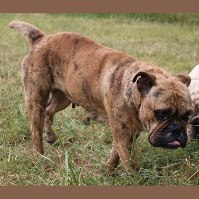 Photo of Lotta (Adoption Pending)