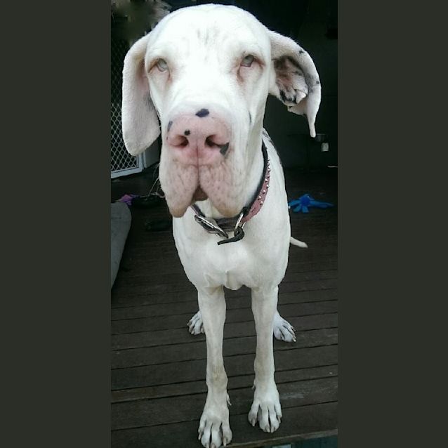 Photo of Lulu (Qld)