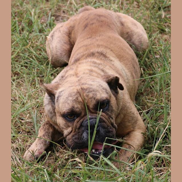 Photo of Lotta (Adoption Pending)