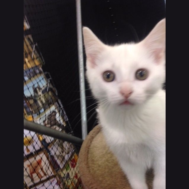 Photo of Pearl