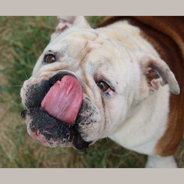 Photo of Chase (Adoption Pending)