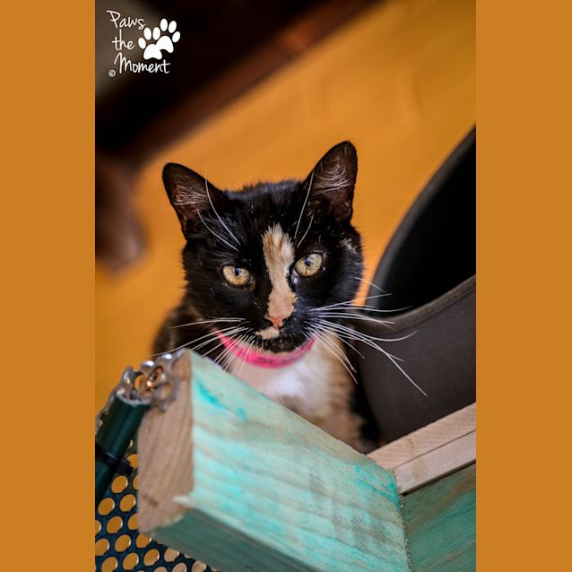 Photo of Belle (5026)