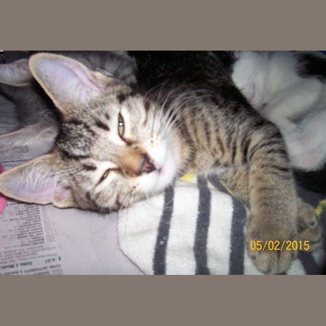Photo of Tabbie Princess
