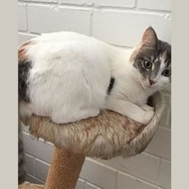 Photo of Addison