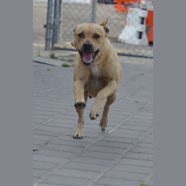 Photo of Khoda Dl1198