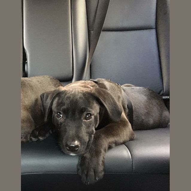 Photo of Apollo