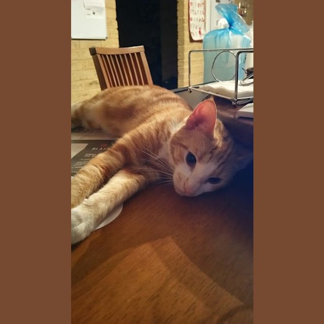 Photo of Mr Cheezal (Bn C307)