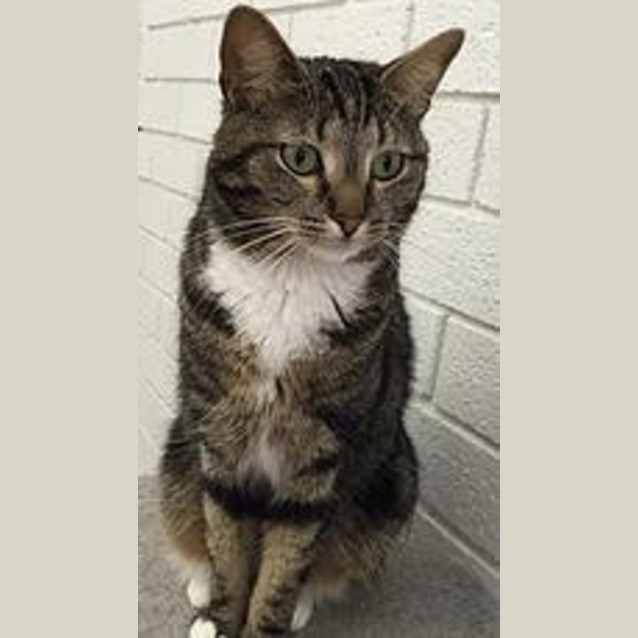 Photo of Mittens