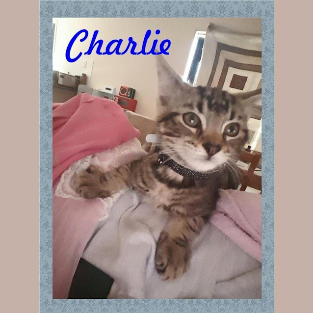 Photo of Charlie