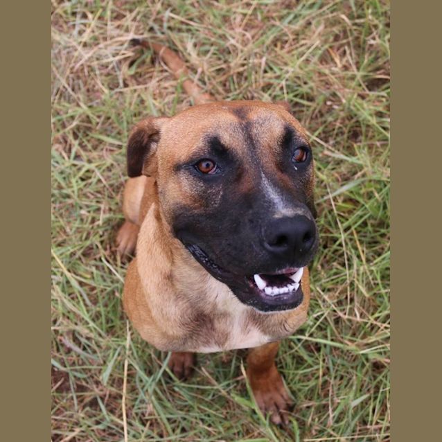 Photo of Moose (Adoption Pending)