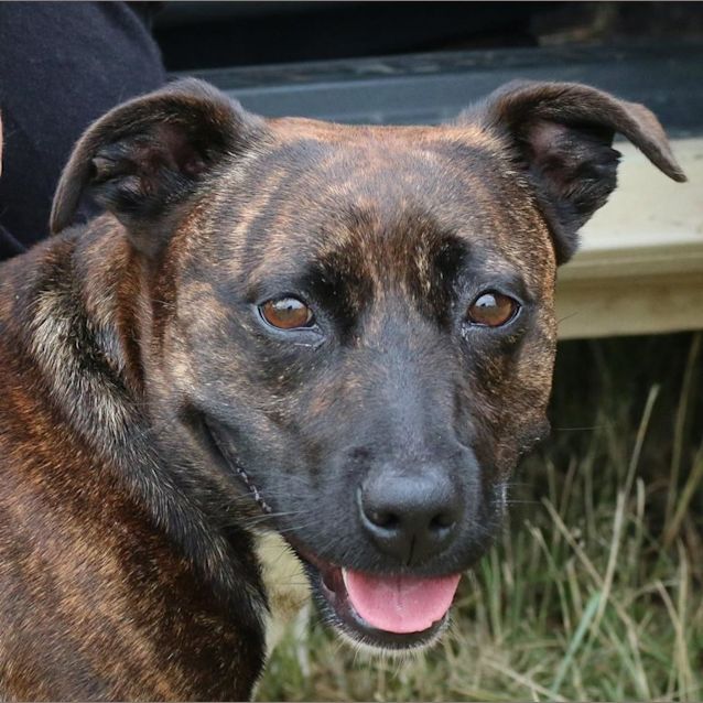 Photo of Cassidy (Adoption Pending)