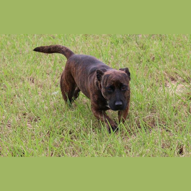 Photo of Cassidy (Adoption Pending)