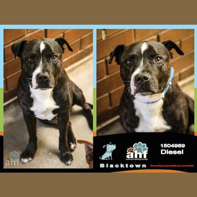 Photo of Diesel (4989)