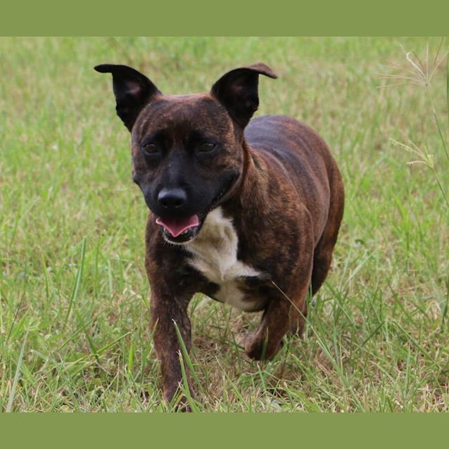 Photo of Cassidy (Adoption Pending)