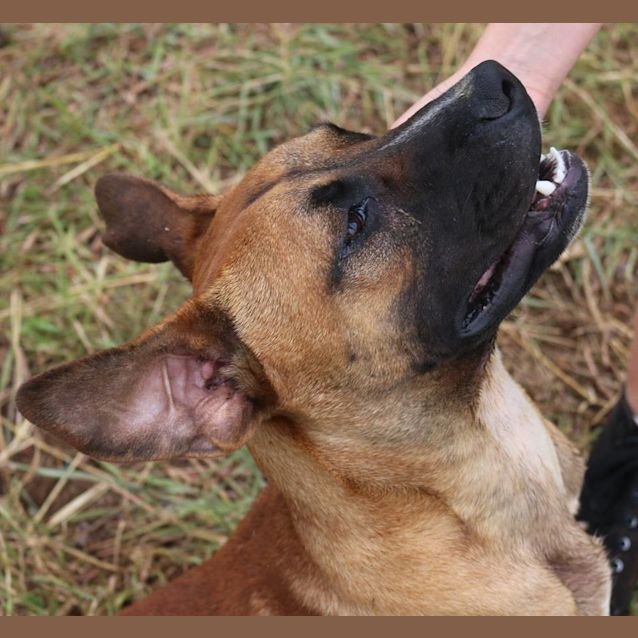 Photo of Moose (Adoption Pending)