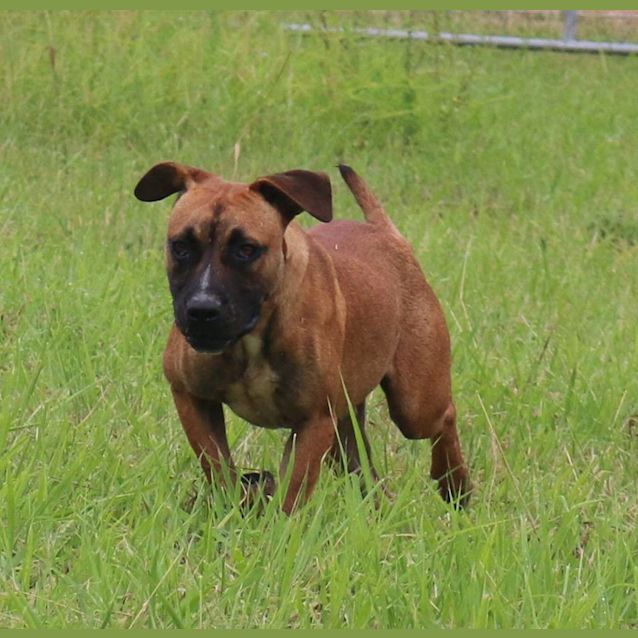 Photo of Moose (Adoption Pending)