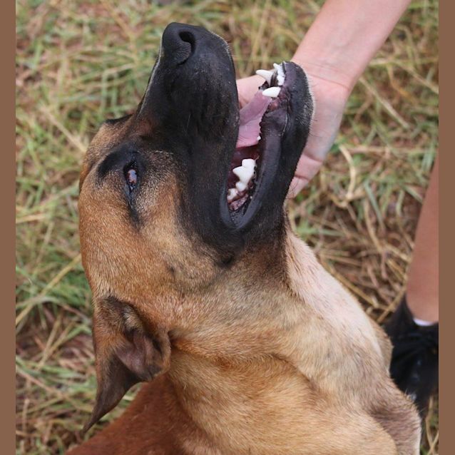 Photo of Moose (Adoption Pending)