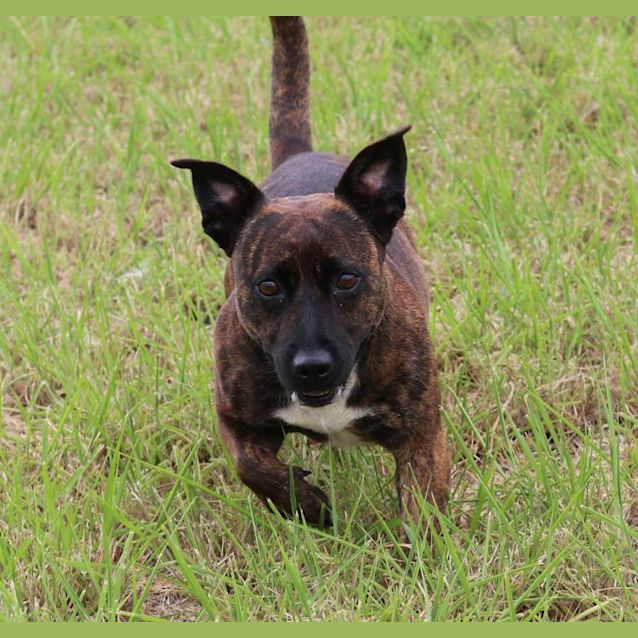 Photo of Cassidy (Adoption Pending)