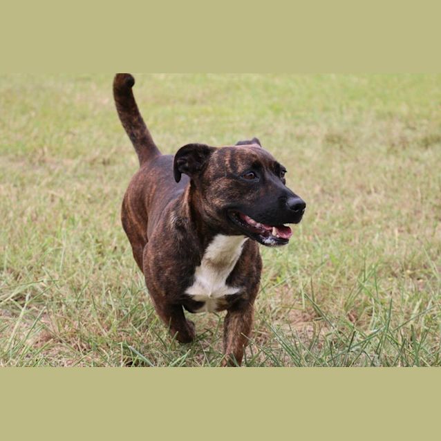 Photo of Cassidy (Adoption Pending)