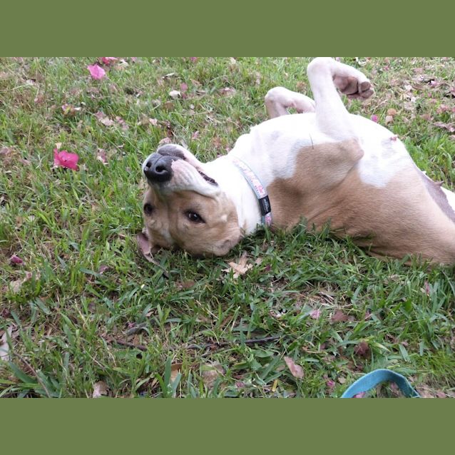 Photo of Annie (A Most Gentle Young Girl)