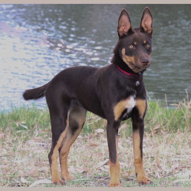 Photo of Callisto