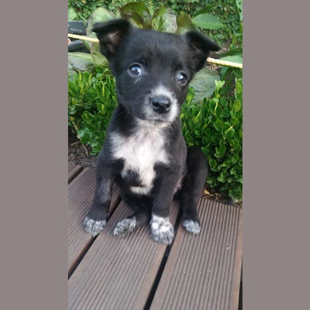 Photo of Clover