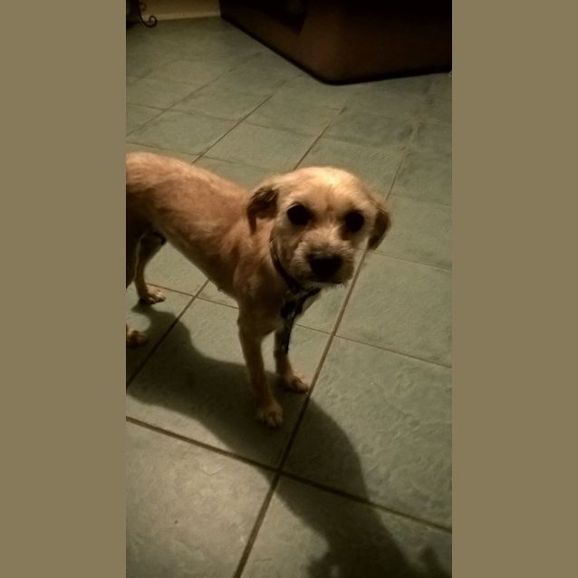 Photo of Chino