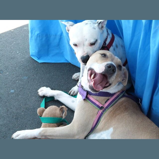 Photo of Annie (A Most Gentle Young Girl)