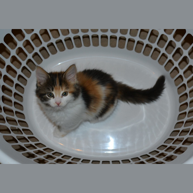 Photo of Pickles