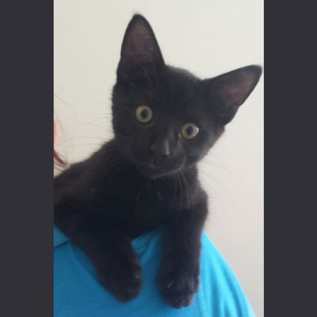 Photo of 098 4016 Sooty