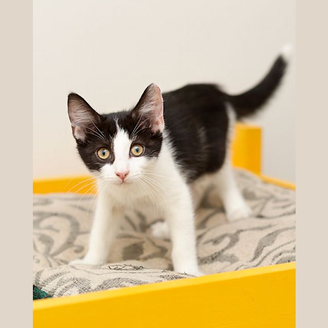 Photo of Indie